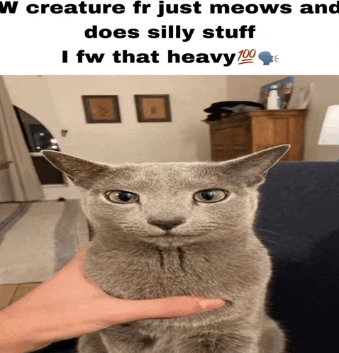 a person petting a gray cat with a caption that says " w creature fr just meows and does silly stuff