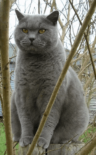 a gray cat sitting on a tree stump looking at the camera