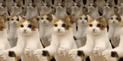 a bunch of cats are standing next to each other in a row and looking at the camera .