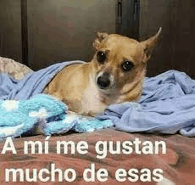 a small dog is laying on a bed with a blanket and looking at the camera .