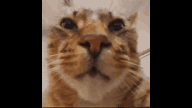 a close up of a cat 's face with a red nose .