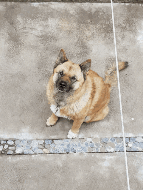 a dog sitting on a tiled floor looking up at the camera