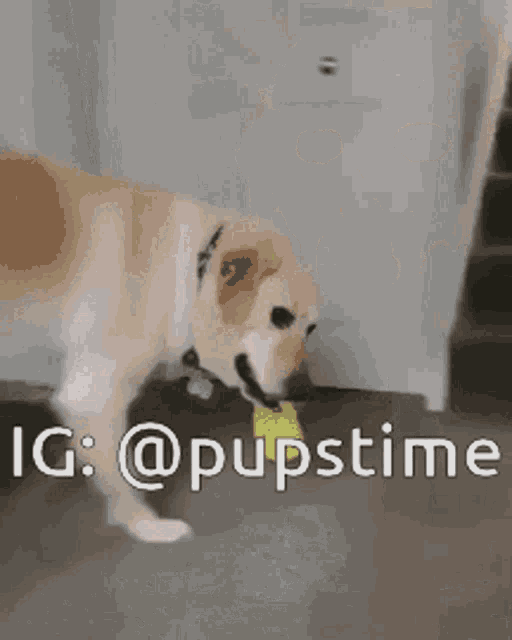 a dog is playing with a yellow ball in a hallway with the hashtag @pupstime