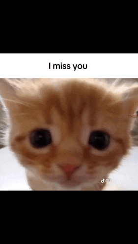 a close up of a cat 's face with the words `` i miss you '' written on it .