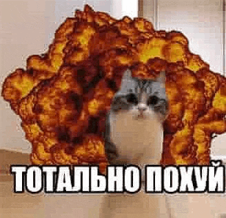 a cat is standing in front of a large explosion and says `` totally poxury '' .