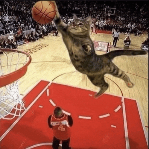 a cat is jumping in the air while holding a basketball