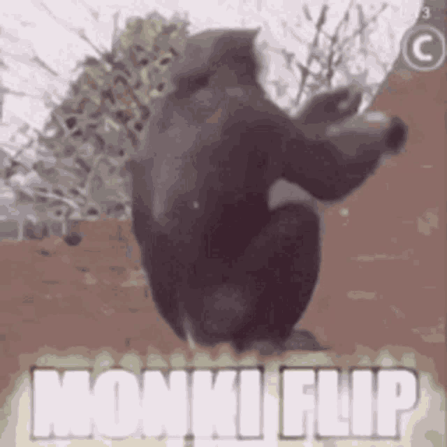 a gorilla is standing on its hind legs and says monki flip