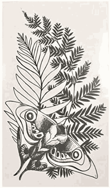 a black and white drawing of a butterfly , ferns and flowers .