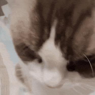 a close up of a cat 's face with a white nose