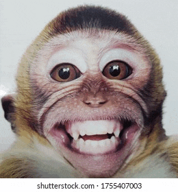 a close up of a monkey 's face with its mouth open and teeth .