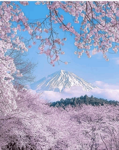 a mountain covered in snow is behind a forest of cherry blossom trees