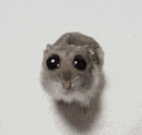 a close up of a hamster with big black eyes on a white background .