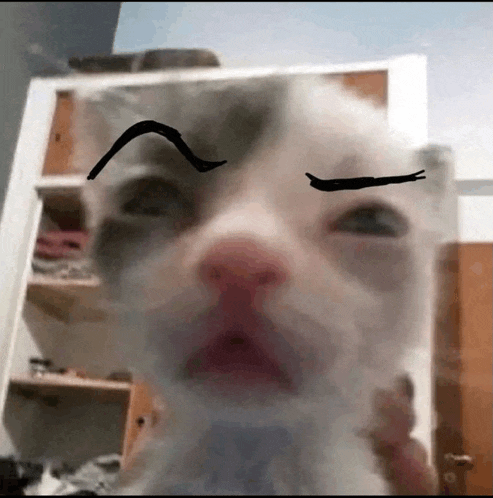 a cat with a black line drawn on its eyebrows