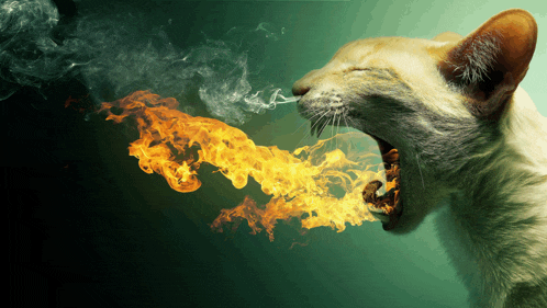 a cat with its mouth open and fire coming out of its mouth