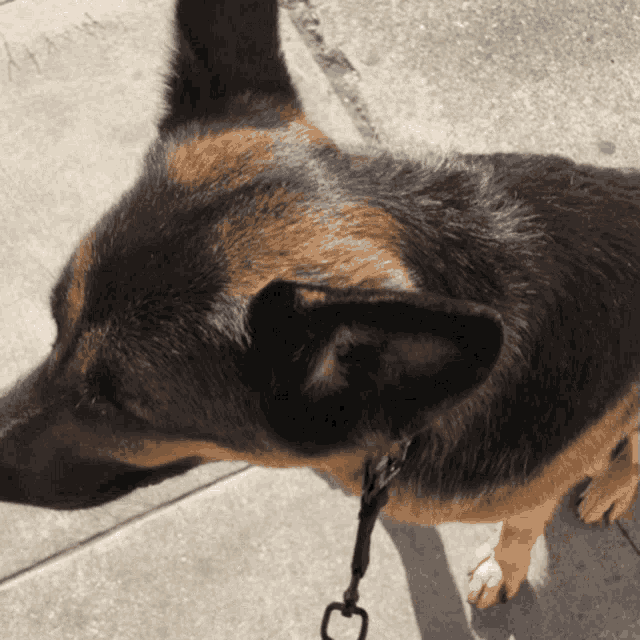 a close up of a german shepherd 's ear with a chain around it