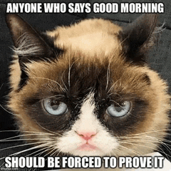 a grumpy cat says good morning and should be forced to prove it