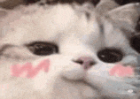 a close up of a cat with a pink heart on its face .