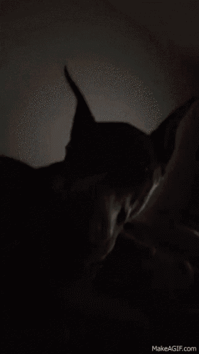 a close up of a dog 's nose with the website makeagif.com visible