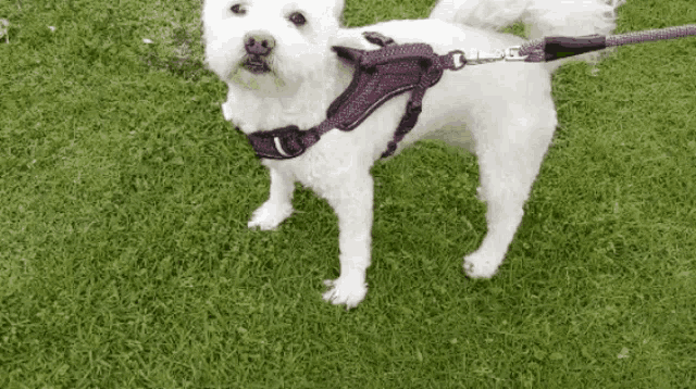 a white dog wearing a purple harness and leash is standing in the grass