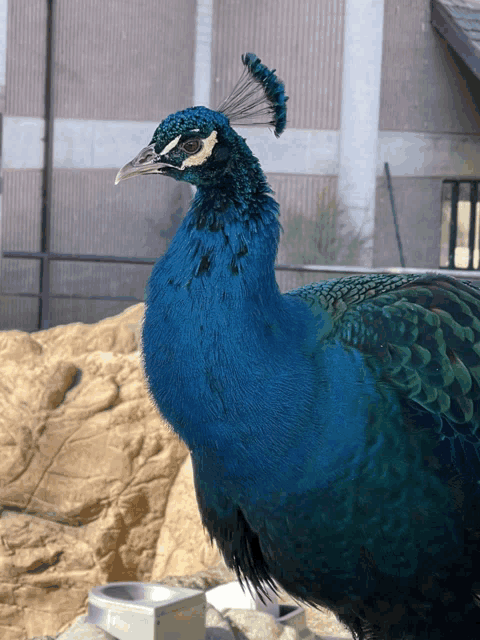 a peacock is standing in front of a building with a fence around it