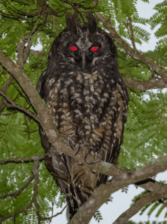 an owl with red eyes is perched in a tree