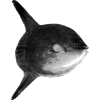 satinsalmon1 profile image