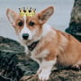 queenofcorgis profile image