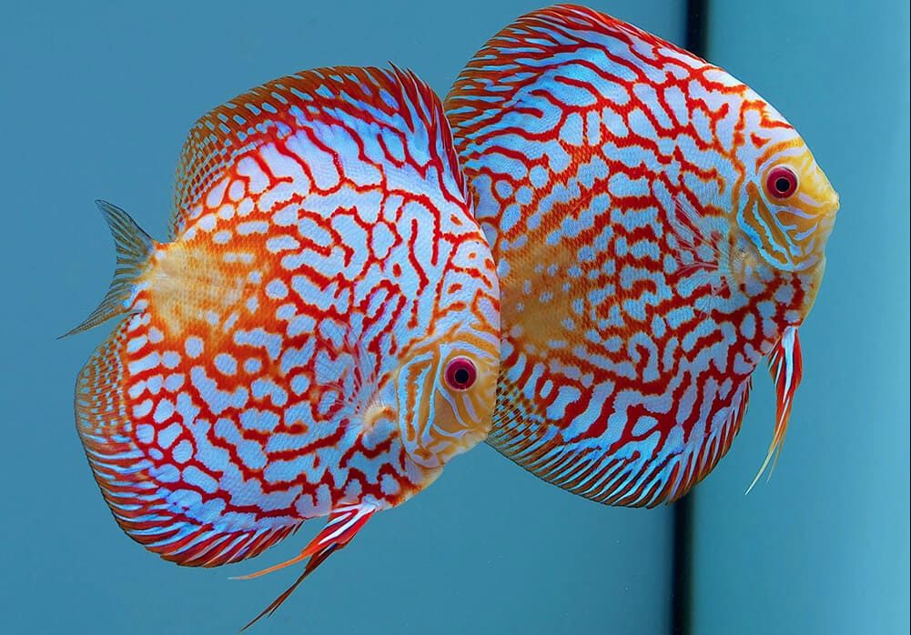 discus fish (lat. Symphysodon)