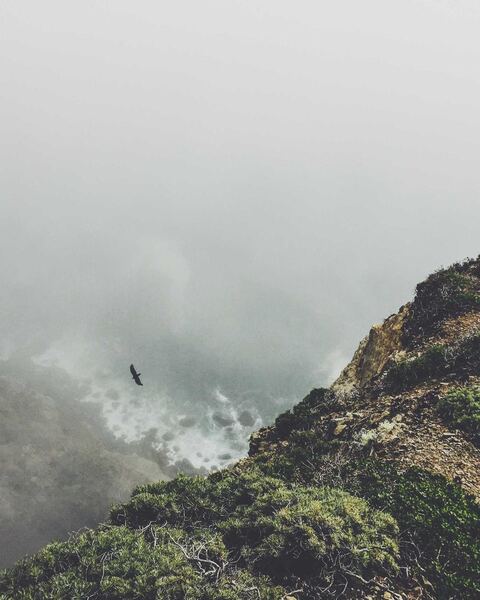 Example to enhance: A bird gliding past a foggy sea cliff