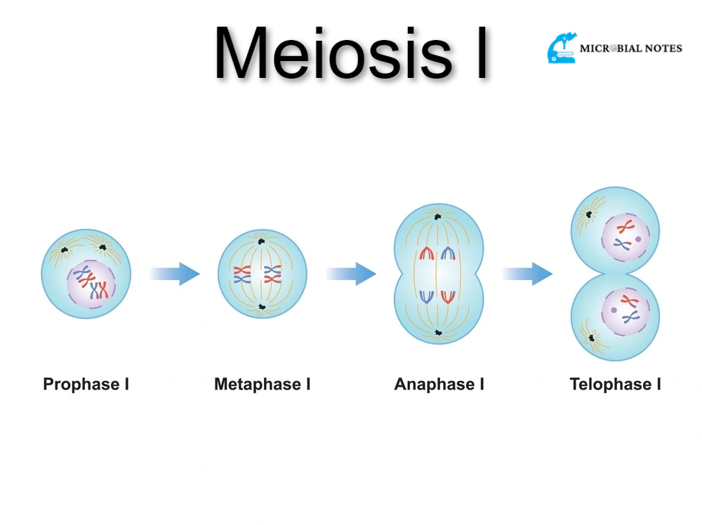 Meiosis l