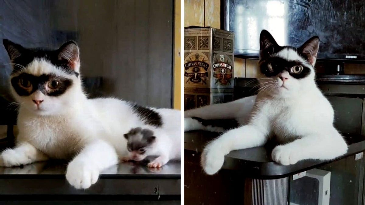 Meet The Zorro & The Bandit In The World Of Cats, Looking Like Real ...