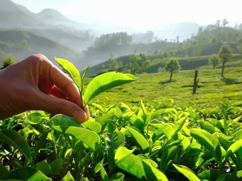 Tea Plucking