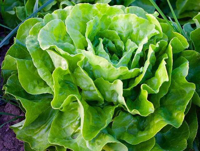 lettuce is one of the easiest vegetables to grow