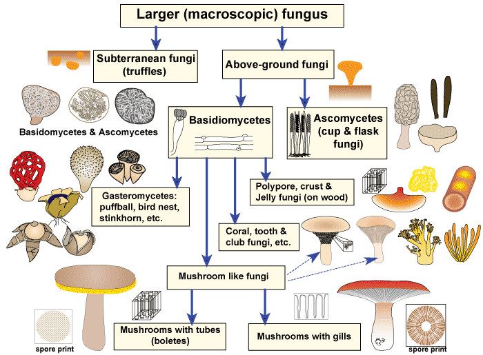 Mushrooms Classification Mushroom Classifications Types Of | My XXX Hot ...