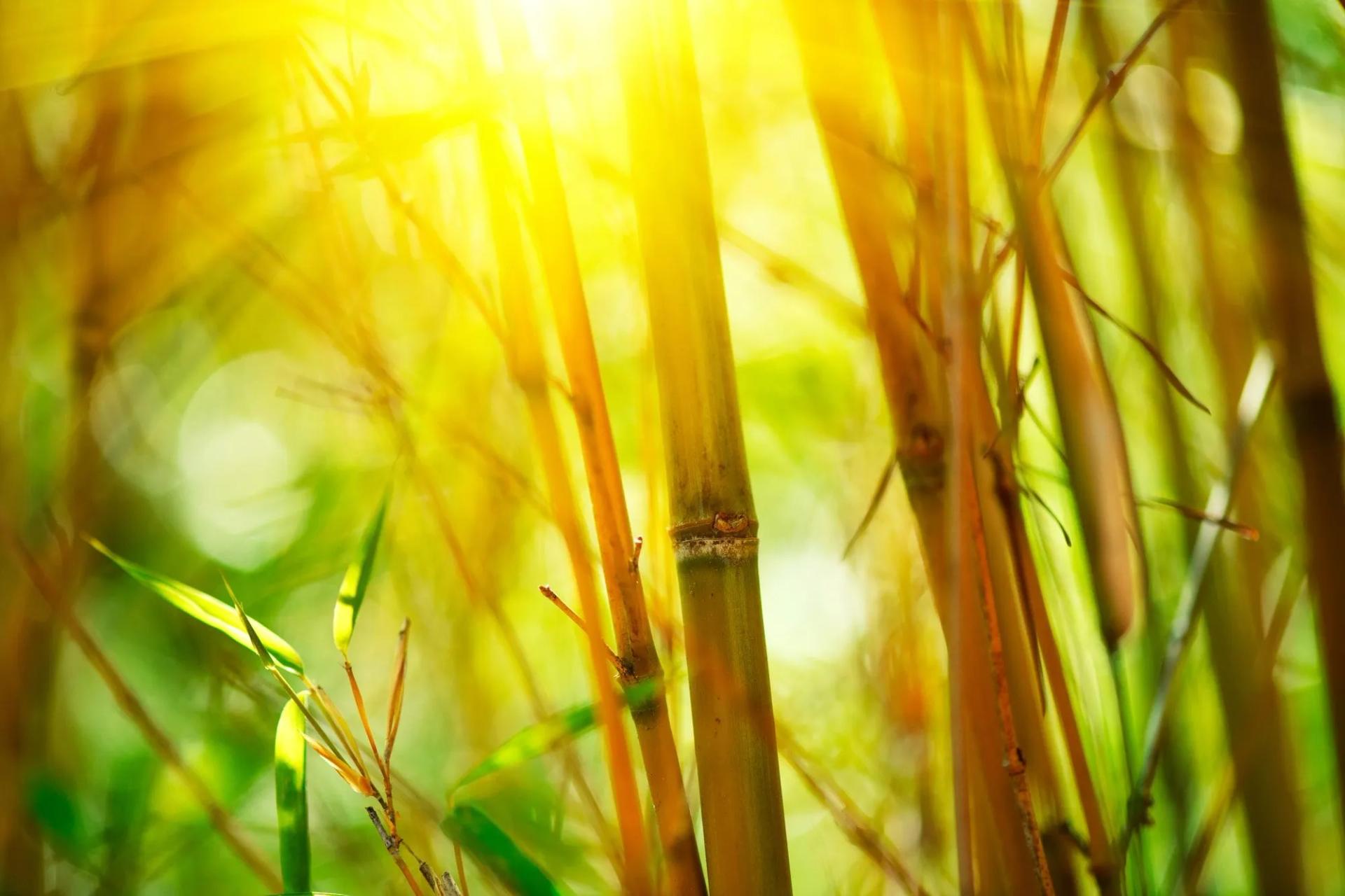 Bamboo Stems