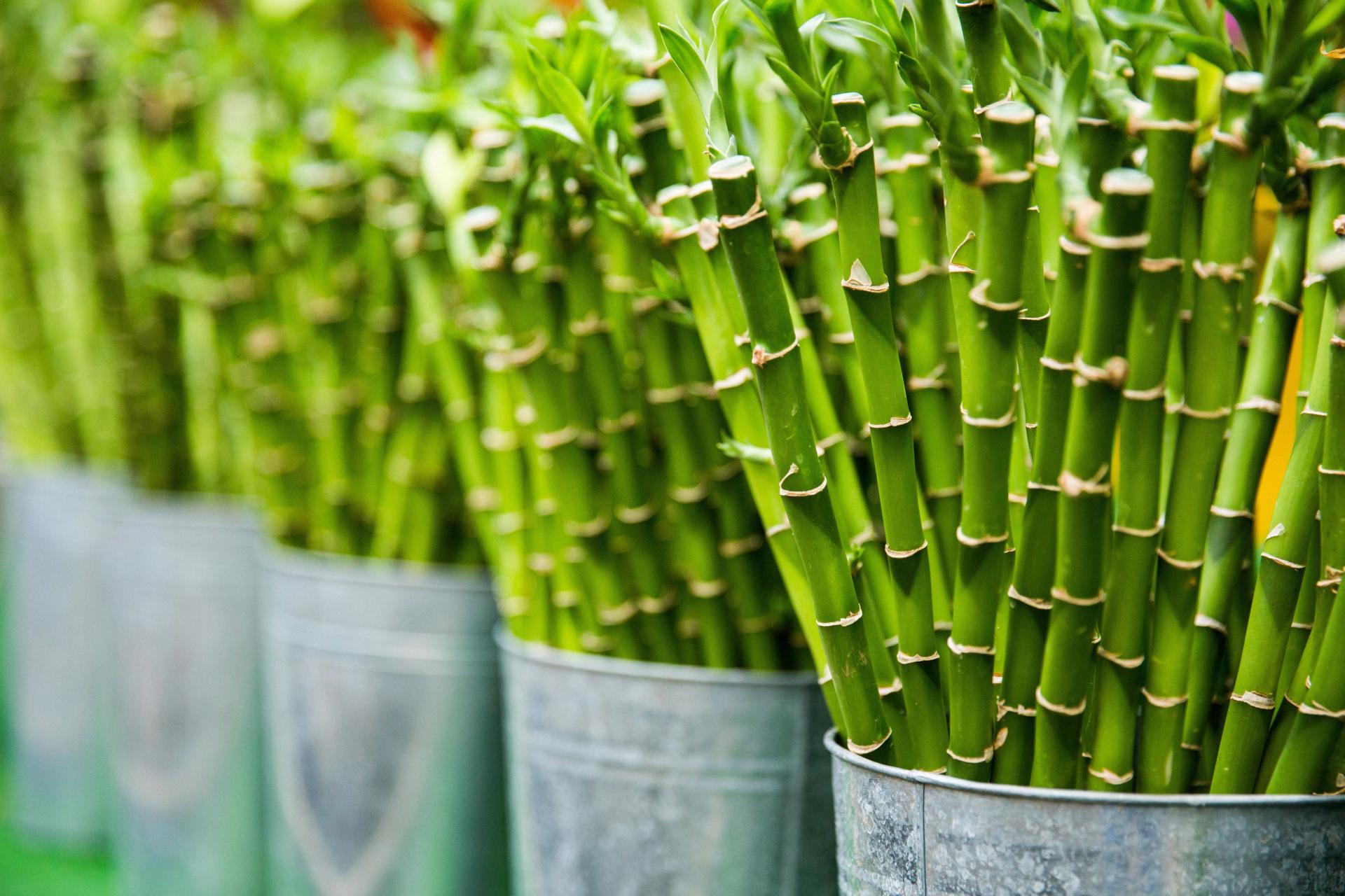 Bamboo in Pots