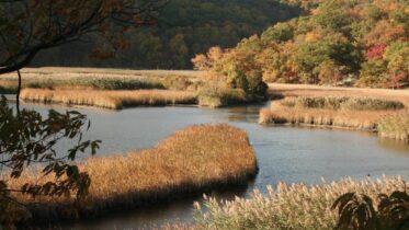 Iona Island marsh, a Hudson River tidal wetland, via NYSDEC