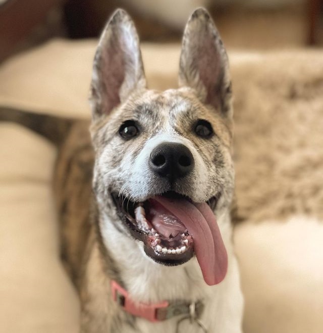 husky mixed pitbull