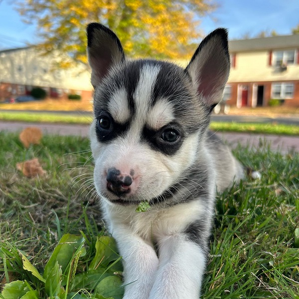 pitsky puppies