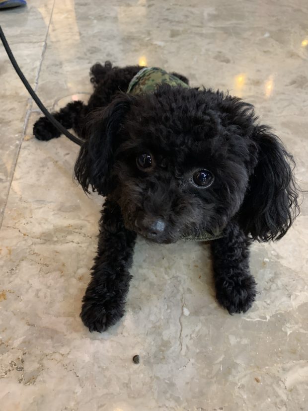 As security in the Batasang Pambansa Complex is tight due to the canvassing of votes for president and vice president, one tiny set of eyes with fluffy black fur is also keeping watch.