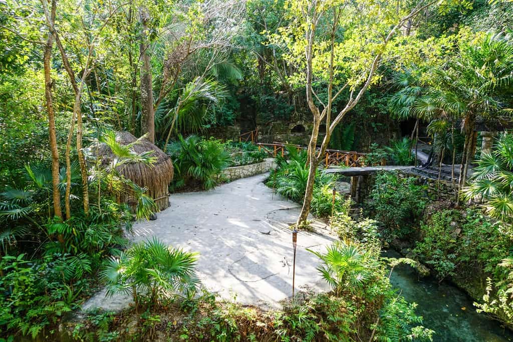 tropical shade garden with large patio area