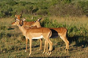 Archivo:Impala