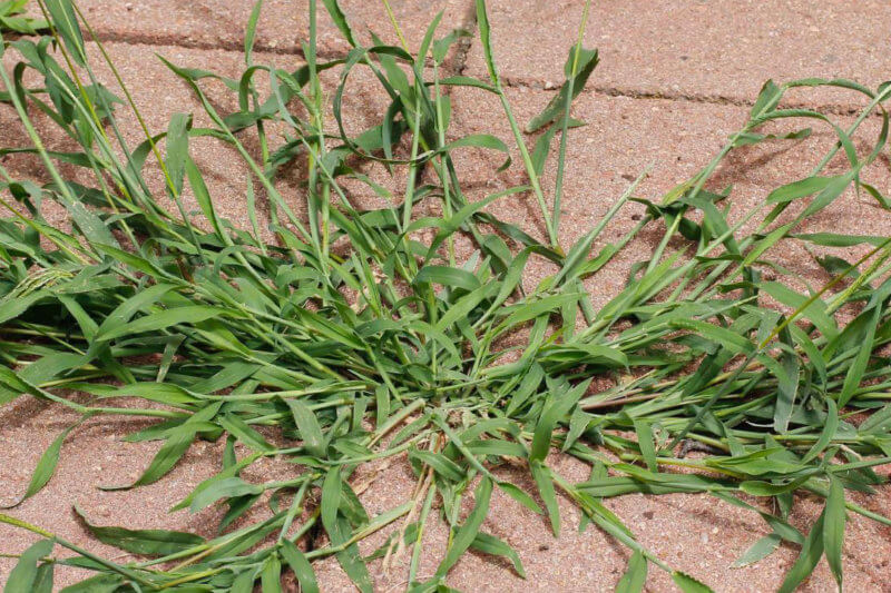 common weed- crabgrass