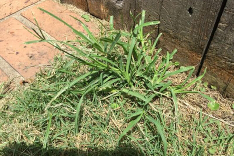 common weed- dalligrass