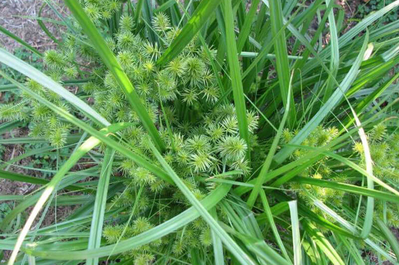 common weed- nutsedge