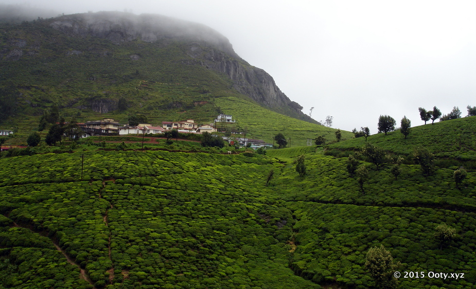 Tea Garden in Ooty