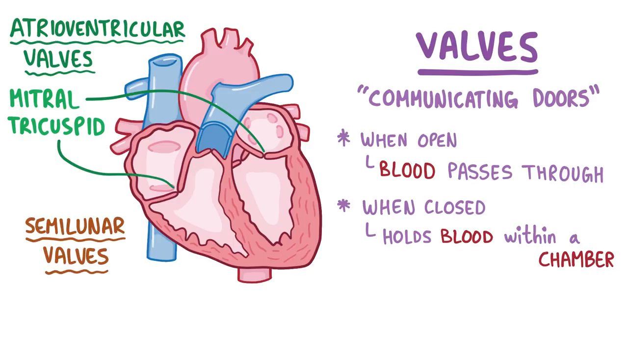 Vasovagal Syncope: What Is It, Causes, Prevention, And More, 47% OFF