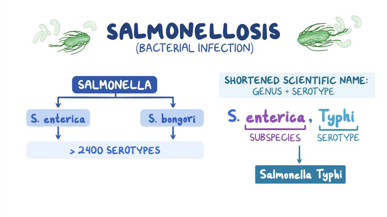 Salmonella Typhi Symptoms | Hot Sex Picture