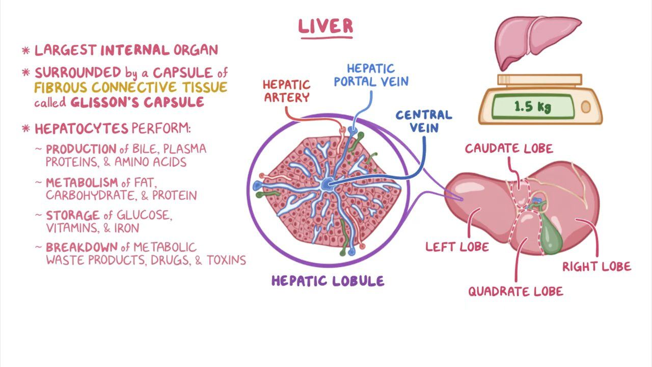 Liver Histology Model Labeled