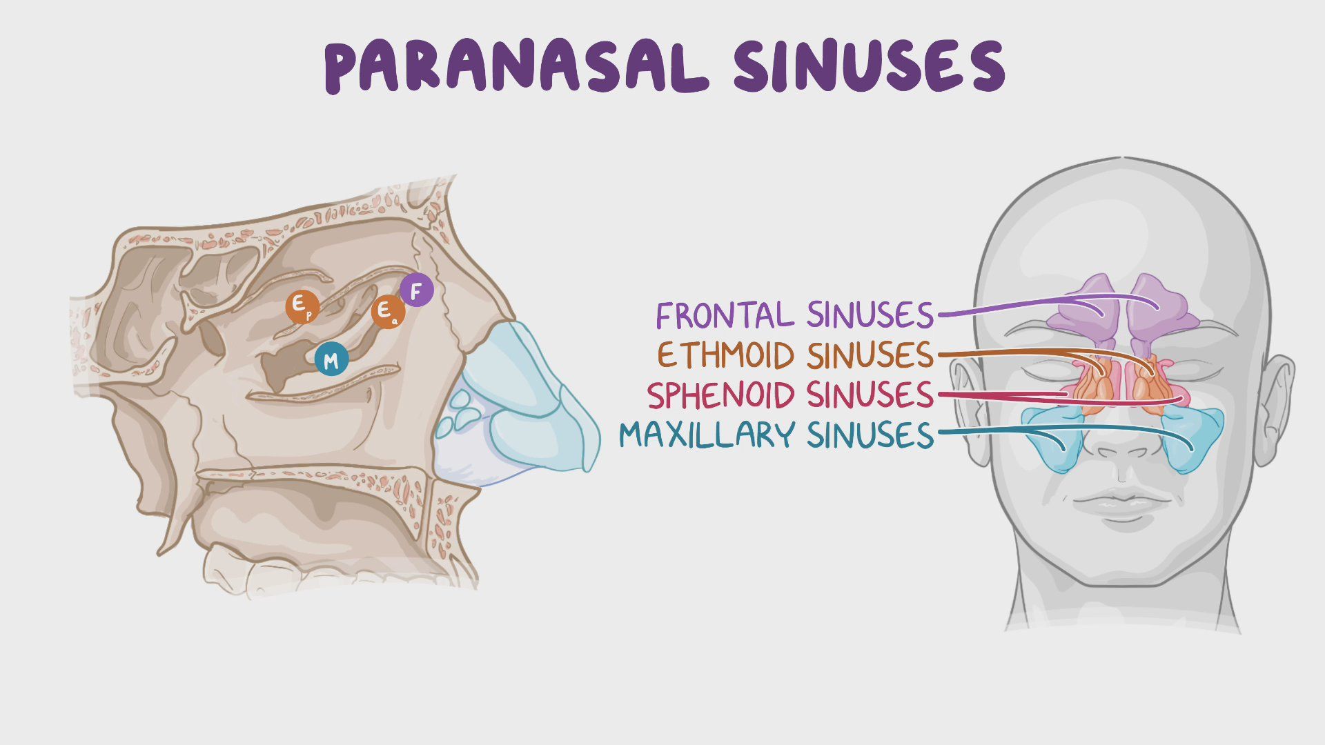 49+ Paranasal Sinuses Diagram - RhonddaFizan